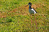 Hawaiian Stilt